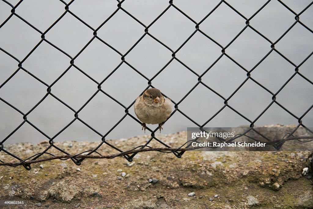 House sparrow sitting in chain-link fence
