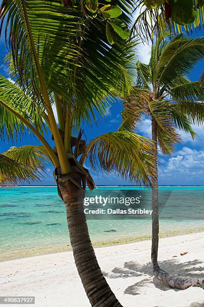 tropical palm-fringed beach - cook islands stock pictures, royalty-free photos & images