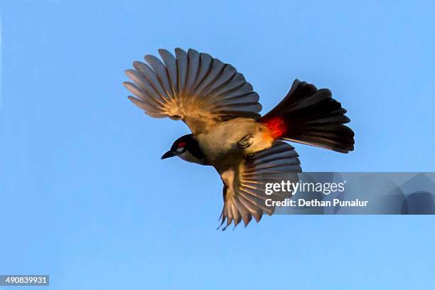 red-whiskered bulbul (pycnonotus jocosus)flying - bulbuls stock pictures, royalty-free photos & images