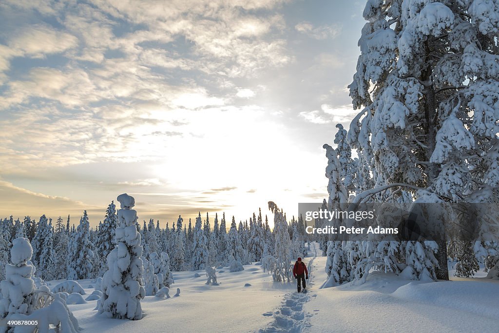 Man in snow covered forest, Riisitunturi, Lapland