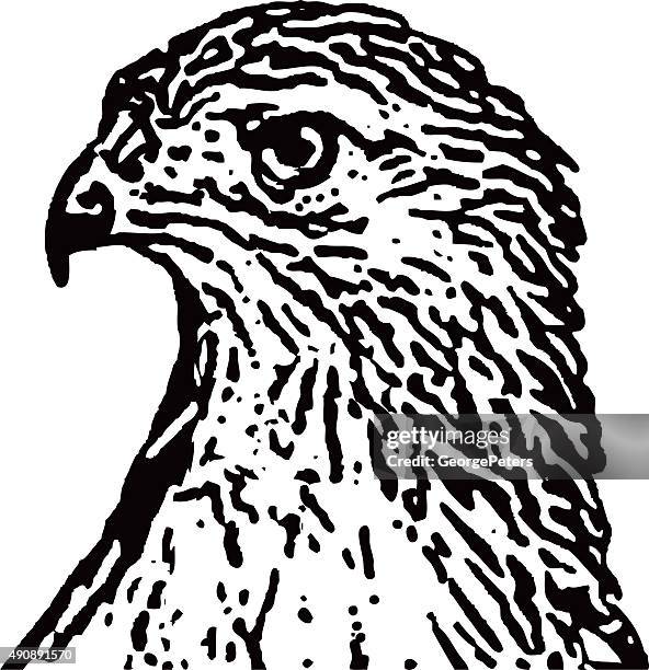 red tailed hawk close up portrait - red tailed hawk stock illustrations