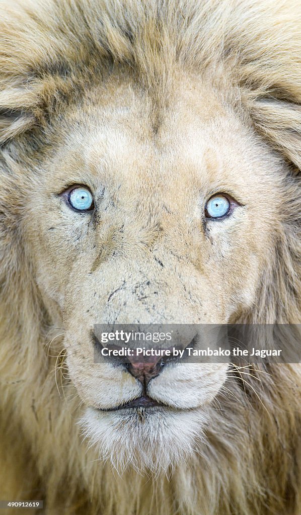 Portrait of a white lion