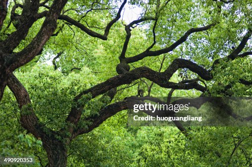 A tree A tree