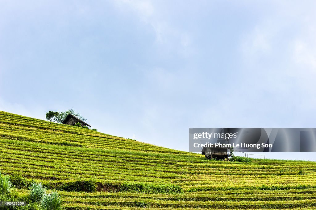 Hill of rice terrace fields