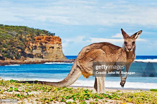 kangaroo by the sea - batemans bay fotografías e imágenes de stock