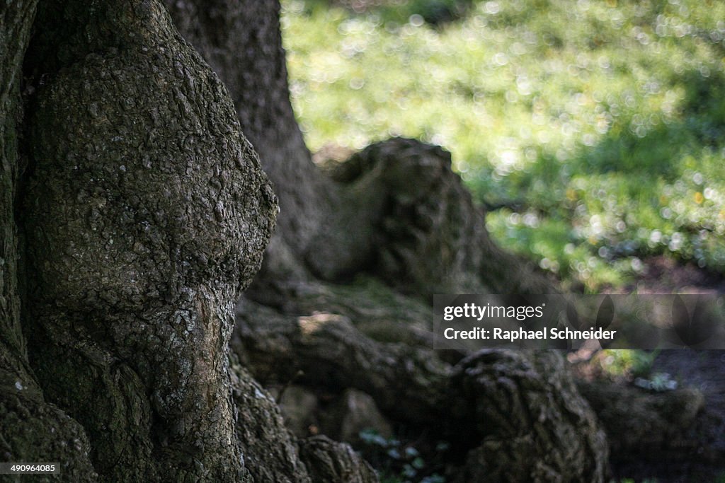 Gnarly trunk of 1000 year old linden tree