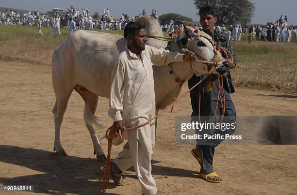 156 Pakistani Bull Race Stock Photos, High-Res Pictures, and Images ...