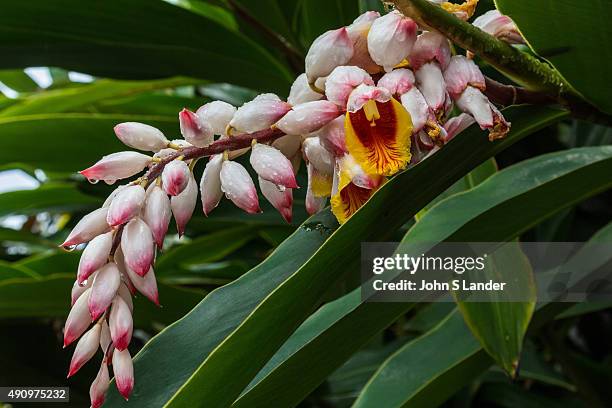 Shell Ginger Native 88 Shell Ginger Stock Photos, High-Res Pictures, and Images - Getty Images