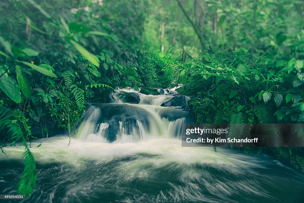 Cascade in the jungle