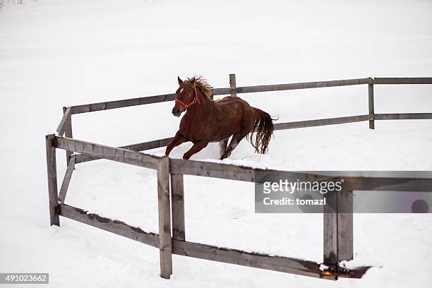 horse running inside the fence in winter - shire stallion stock pictures, royalty-free photos & images