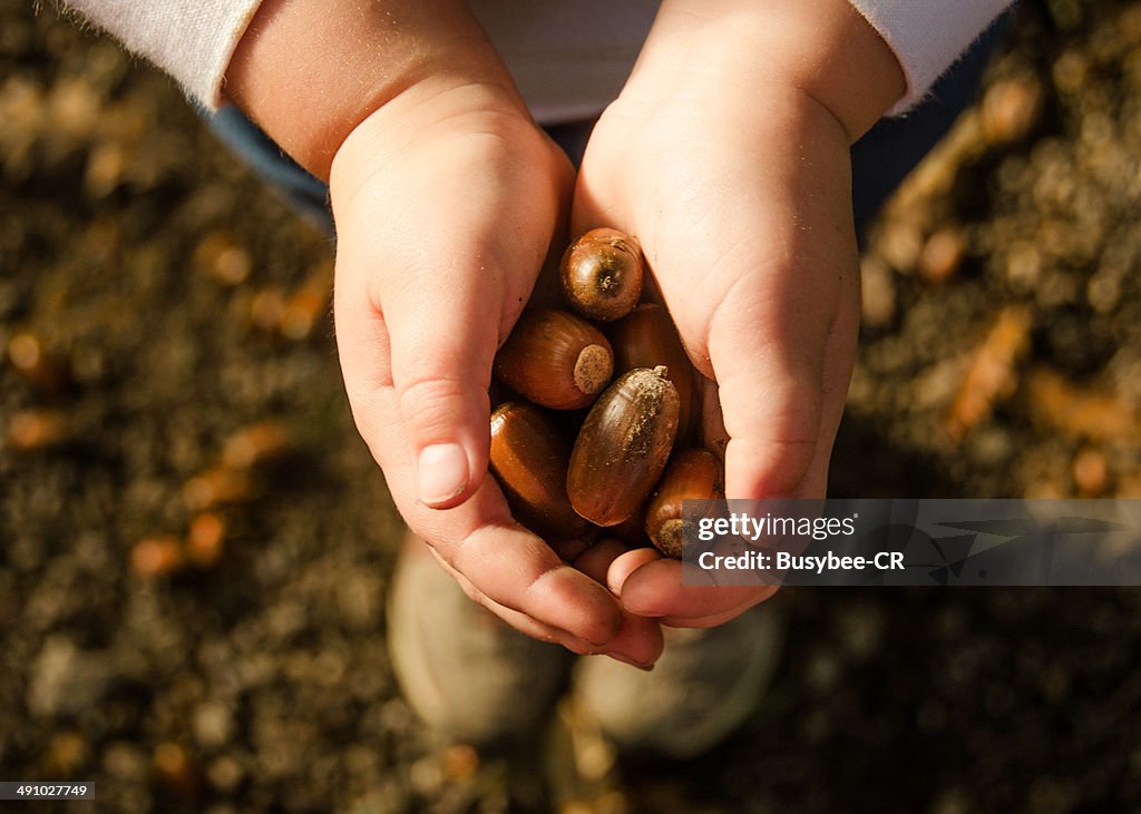 A handful of acorns