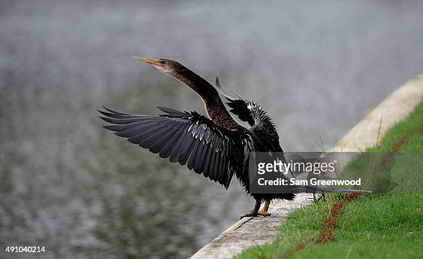 An American anhinga as seen during the second round of the Web.com Tour Championship at the TPC Sawgrass Dye's Valley Course on October 2, 2015 in...
