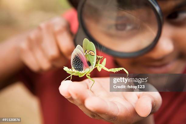 escola primária rapaz goza de descobrir a natureza. lupa. insectos. - inseto imagens e fotografias de stock