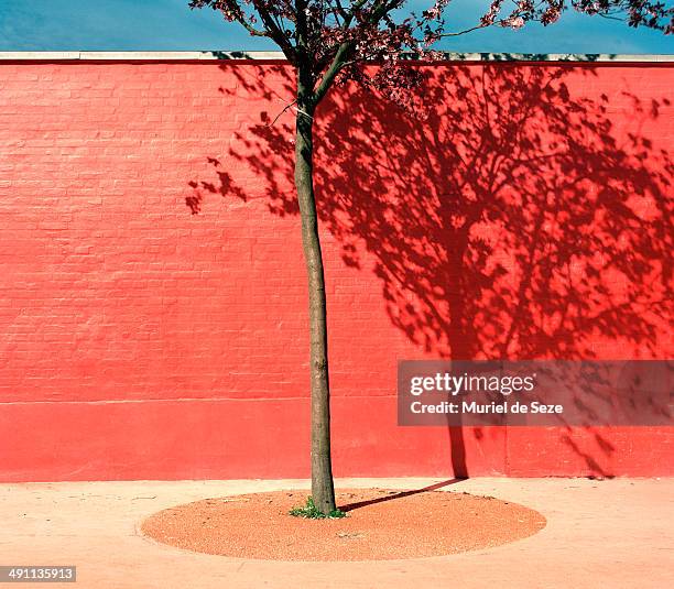 tree by red wall - red wall stockfoto's en -beelden