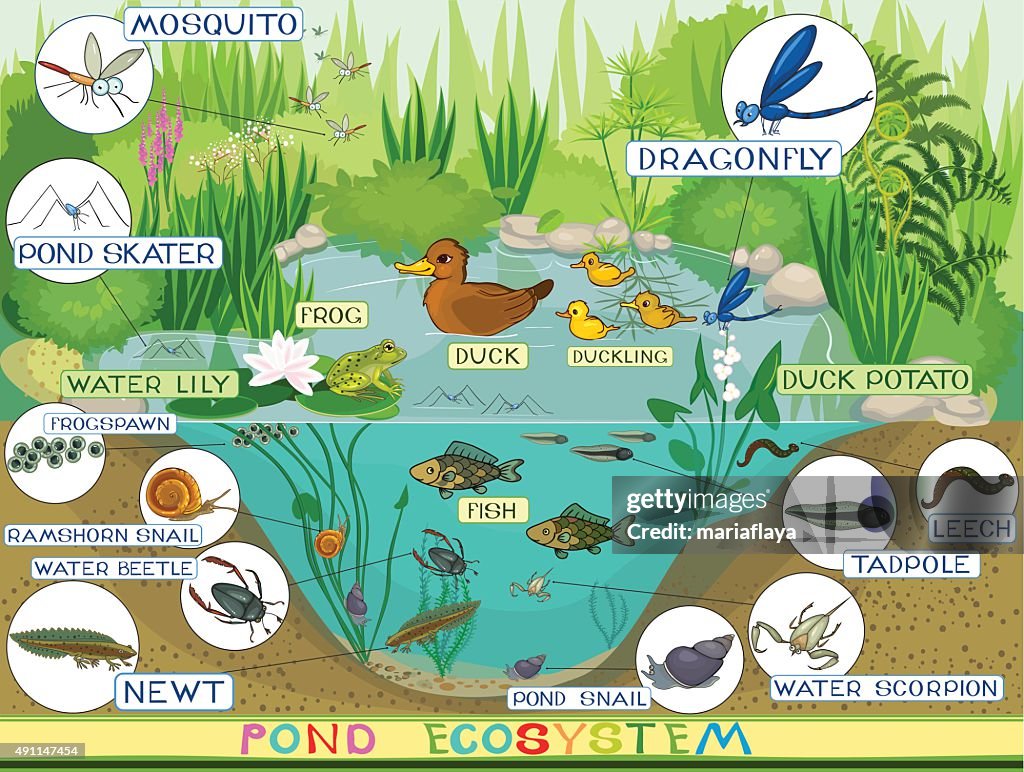 Pond Writing Ecosystem Of Pond High-Res Vector Graphic - Getty Images