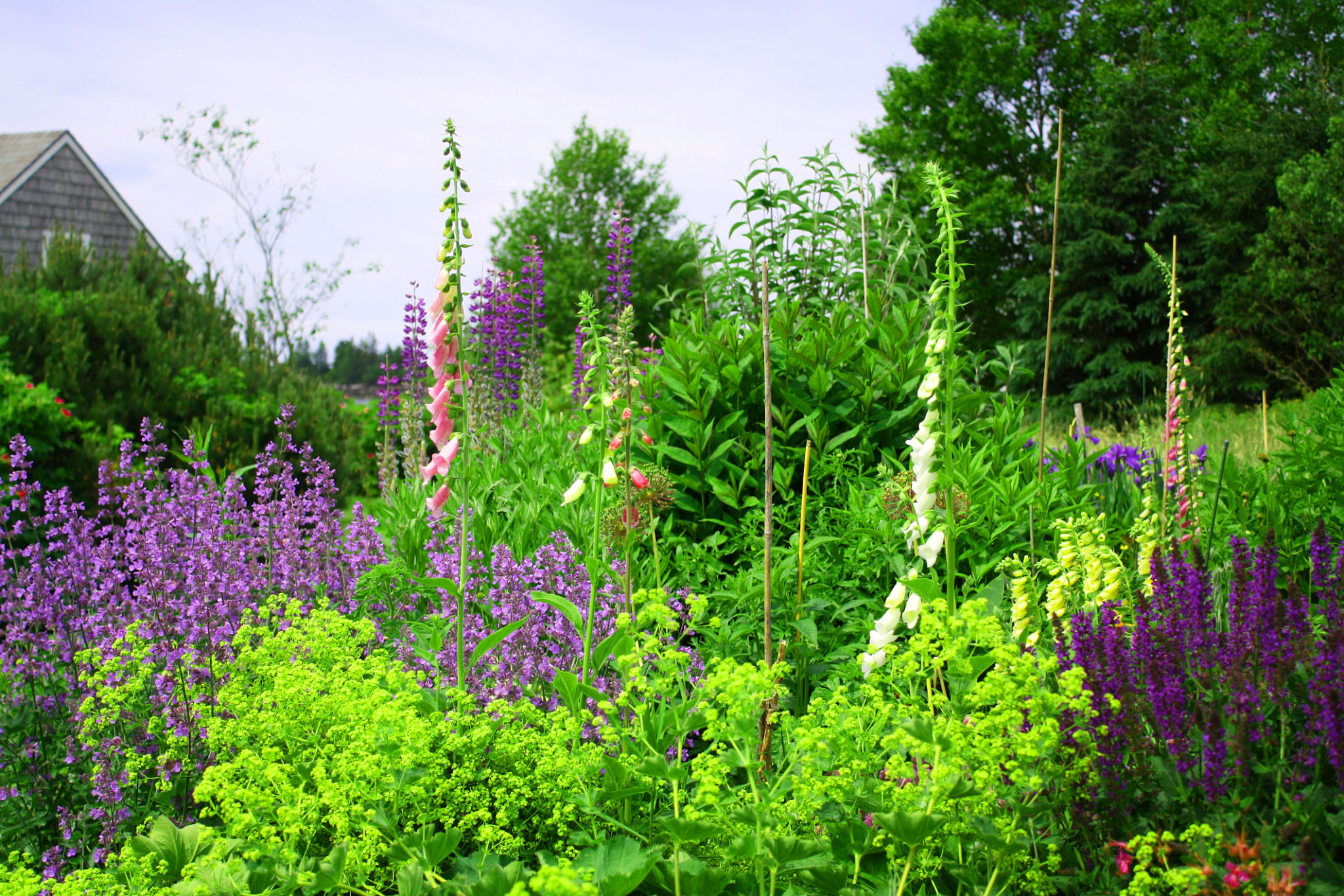 native plants