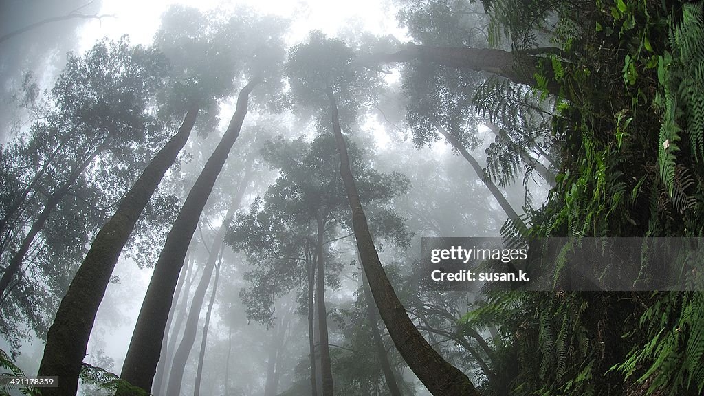 Thick tropical rain forest covers in fog