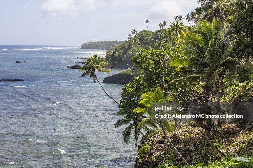 Palm trees on the coast and sea on tropical island