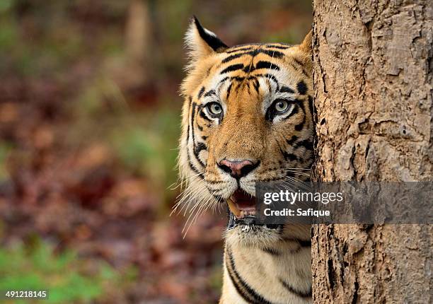 blue eyed tiger - bandhavgarh national park stock pictures, royalty-free photos & images