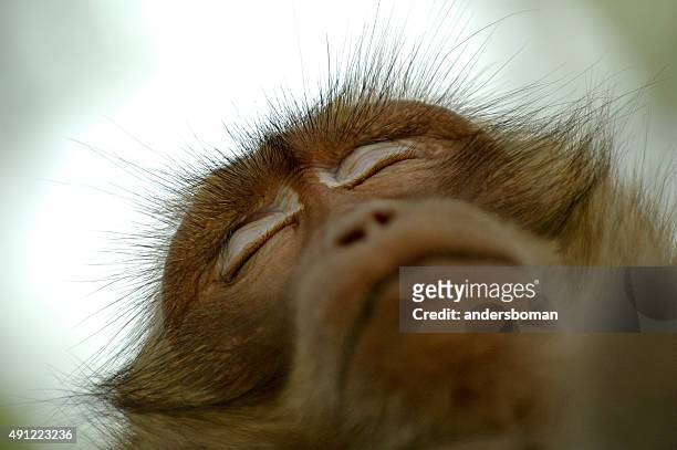 Monkey Sleeping on Tree