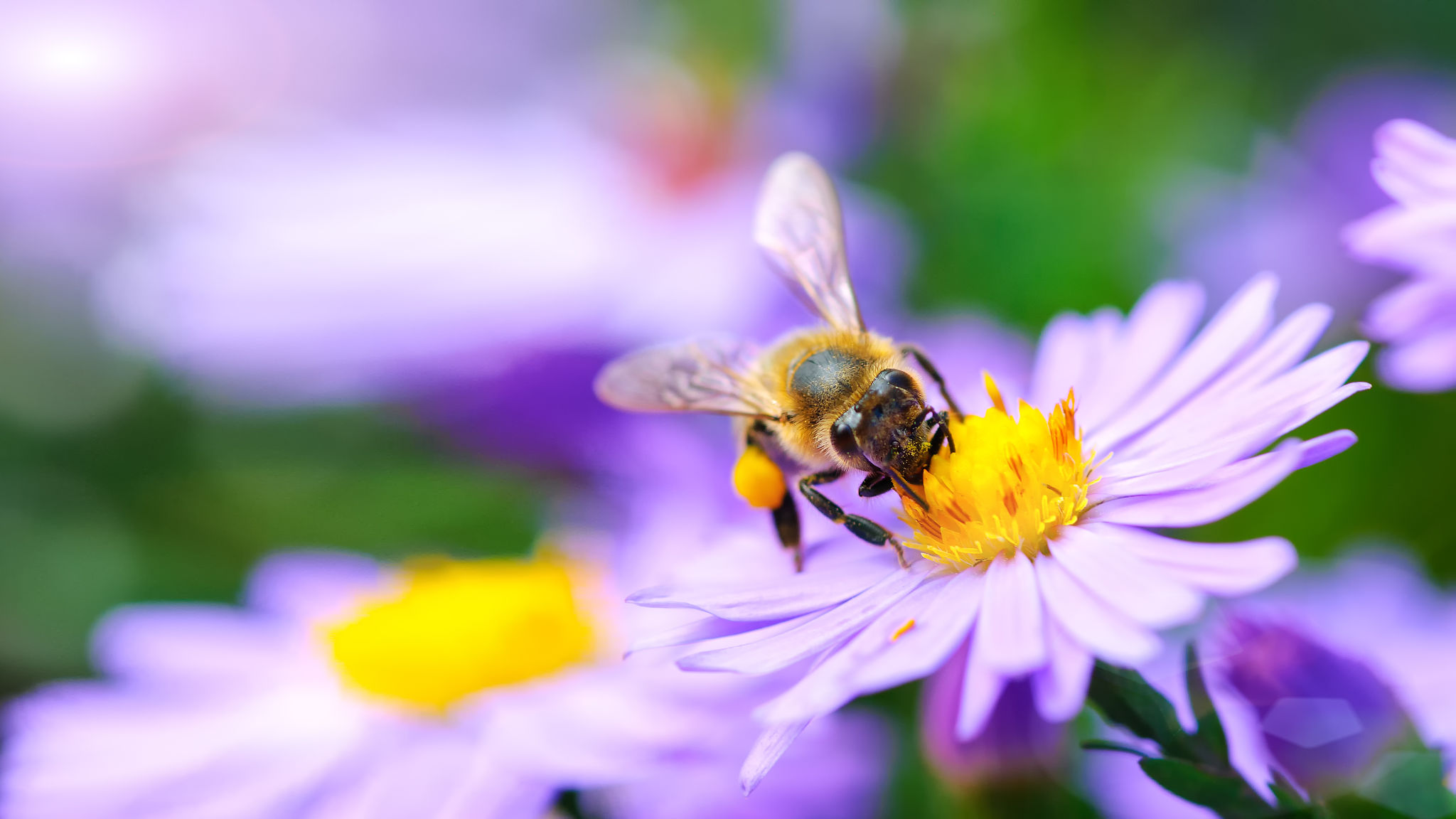 bees on flowers