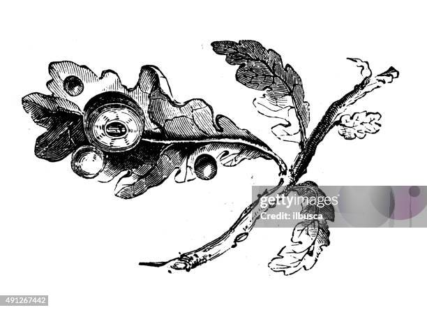 stockillustraties, clipart, cartoons en iconen met antique illustration of oak leaf galls - galappel