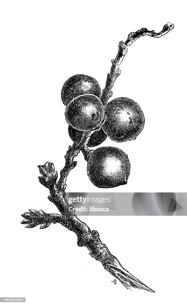 Antique illustration of oak galls