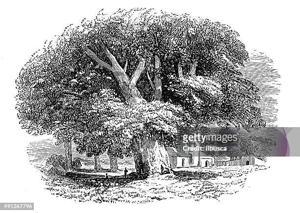 bildbanksillustrationer, clip art samt tecknat material och ikoner med antique illustration of sycamore tree - sykomorlönn