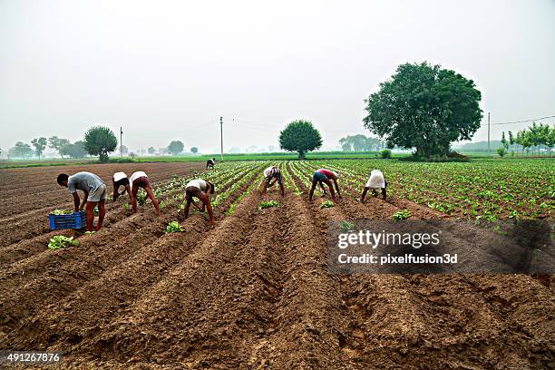 cauliflower plantation - village life stockfoto's en -beelden