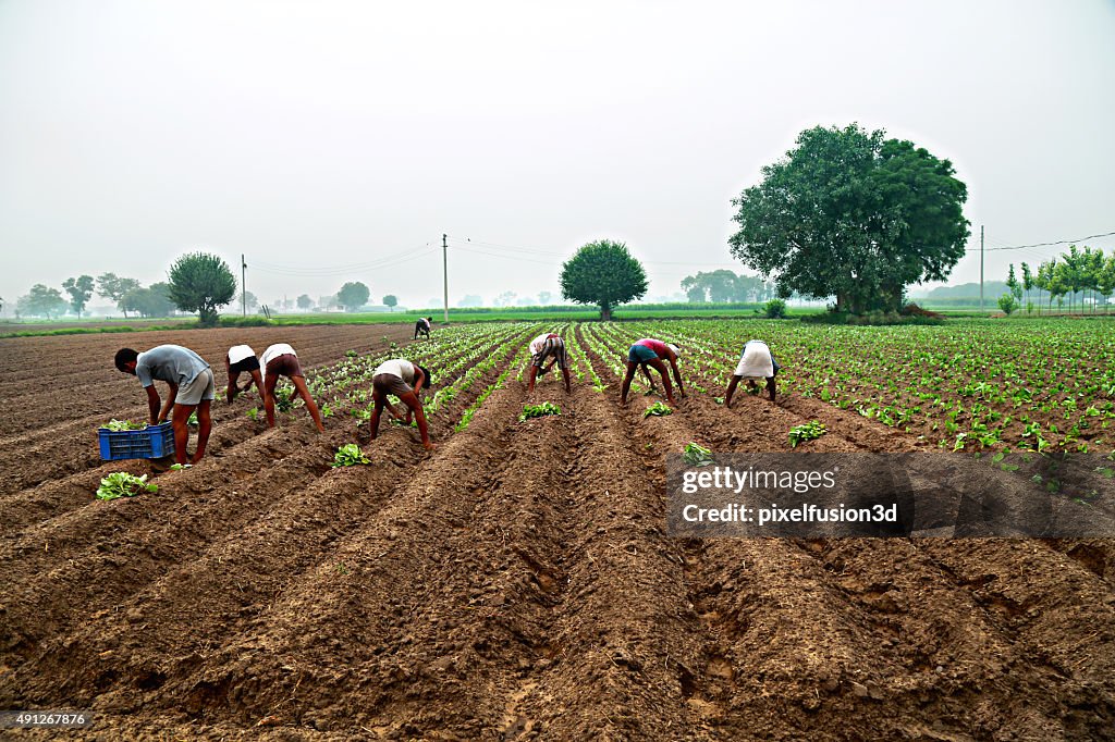 Cauliflower Plantation