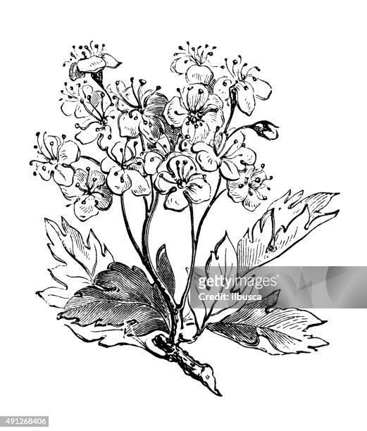 ilustraciones, imágenes clip art, dibujos animados e iconos de stock de antigüedades de ilustración comunes de hojas de espino - hawthorn