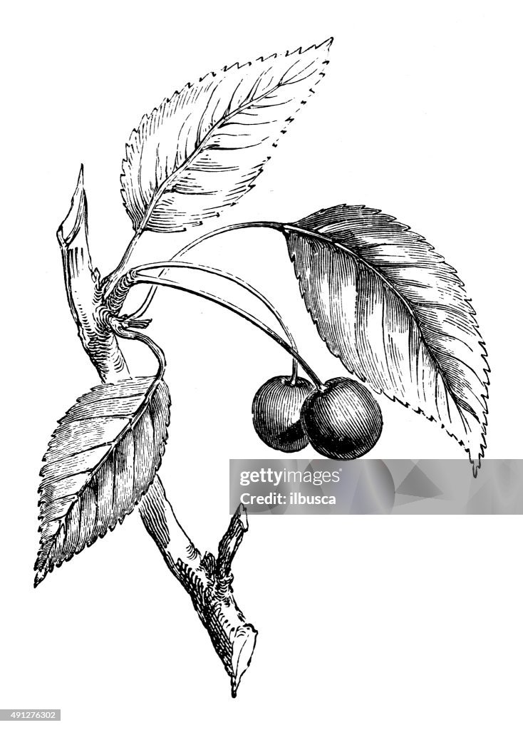 Antique illustration of wild cherry tree