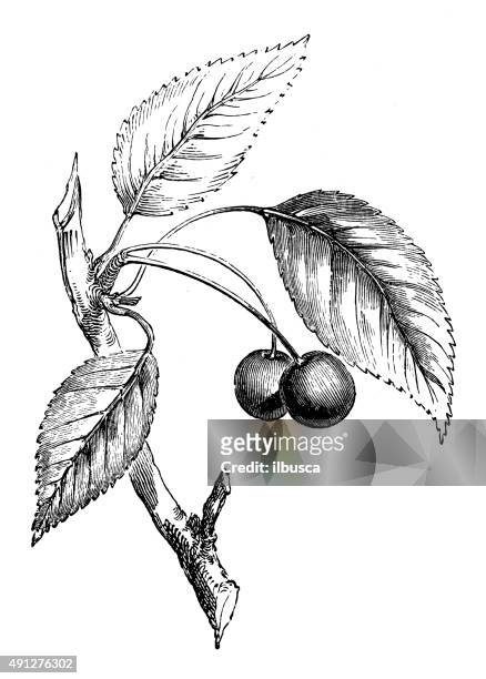 antique illustration of wild cherry tree - black and white vegetables stock illustrations