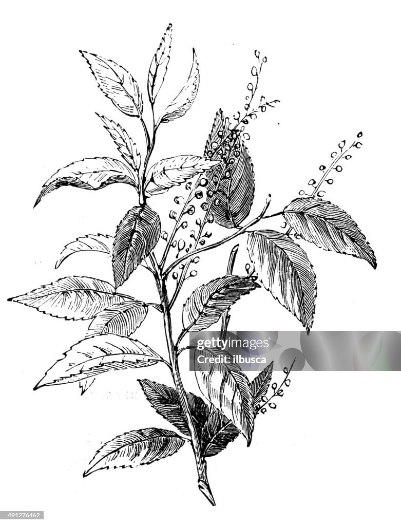 Antique illustration of Prunus lusitanica (Portugal laurel)