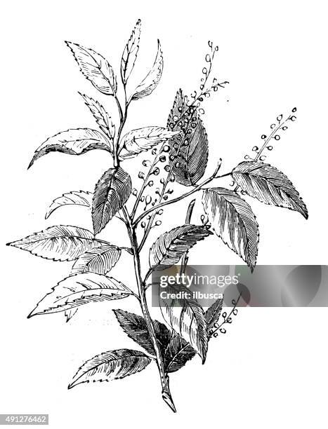 antique illustration of prunus lusitanica (portugal laurel) - sweet bay magnolia stock illustrations