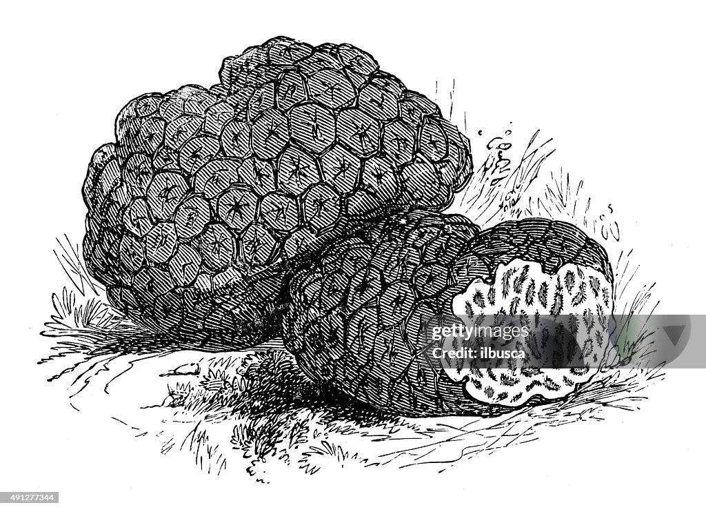 Antique illustration of truffles