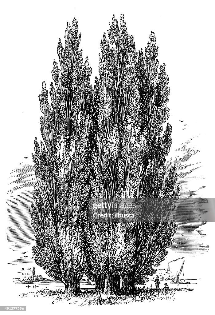 Antique illustration of Lombardy poplar