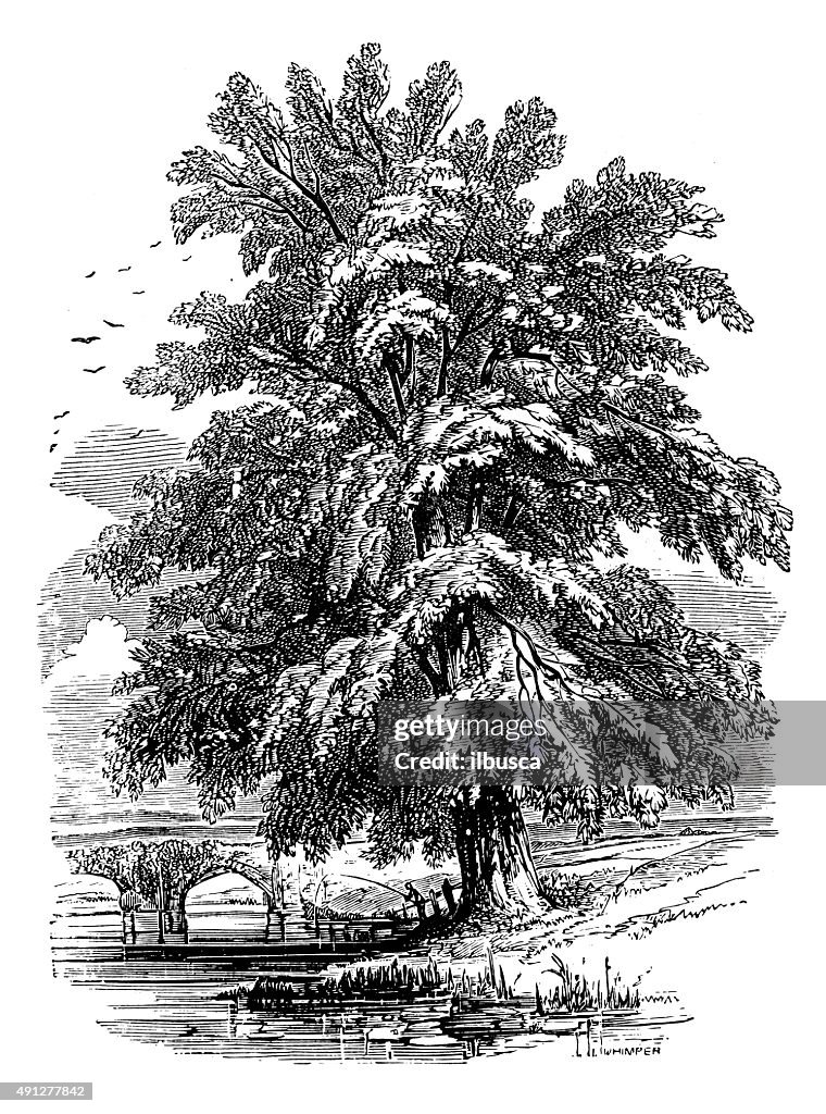 Antique illustration of black poplar