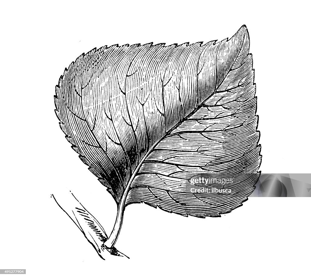 Antique illustration of black poplar