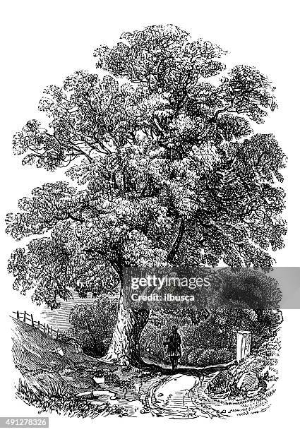 antique illustration of horse chestnut - chestnut horse stock illustrations
