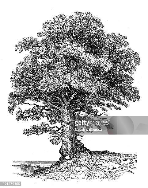 antique illustration of alder - alder tree stock illustrations