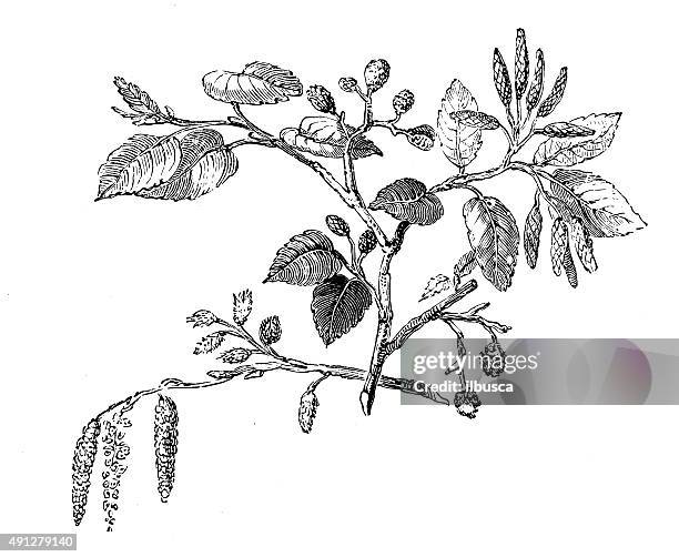 antique illustration of alder - alder tree stock illustrations