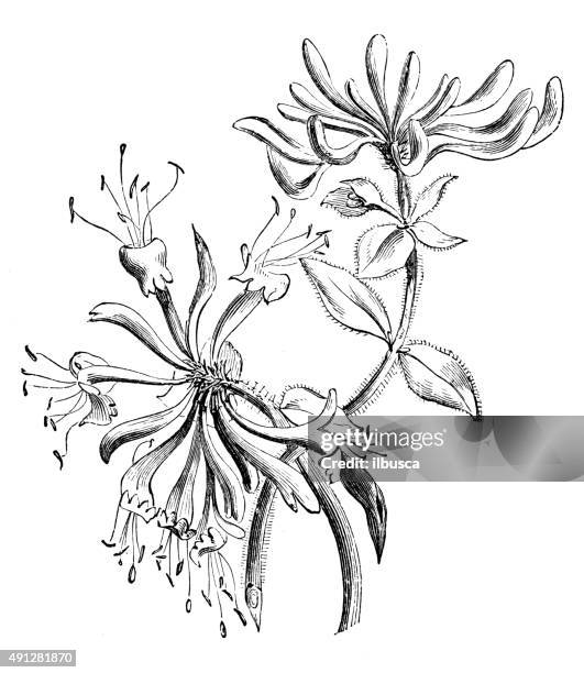 antique illustration of woodbine honeysuckle - honeysuckle stock illustrations