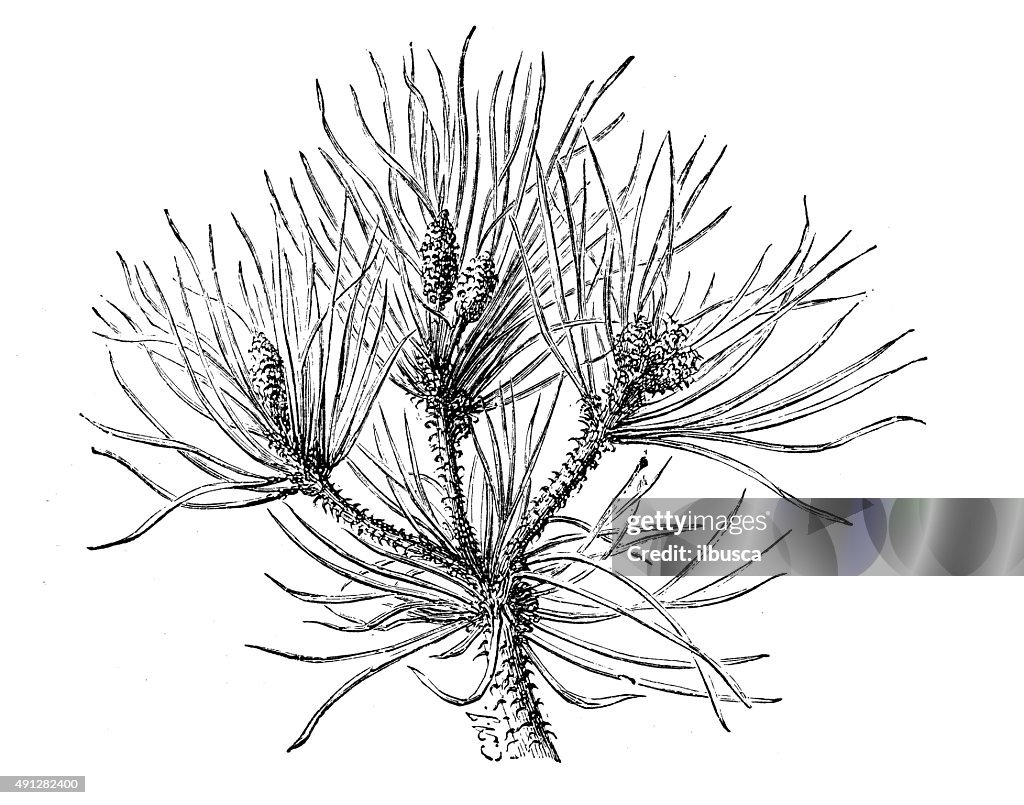 Antique illustration of stone pine