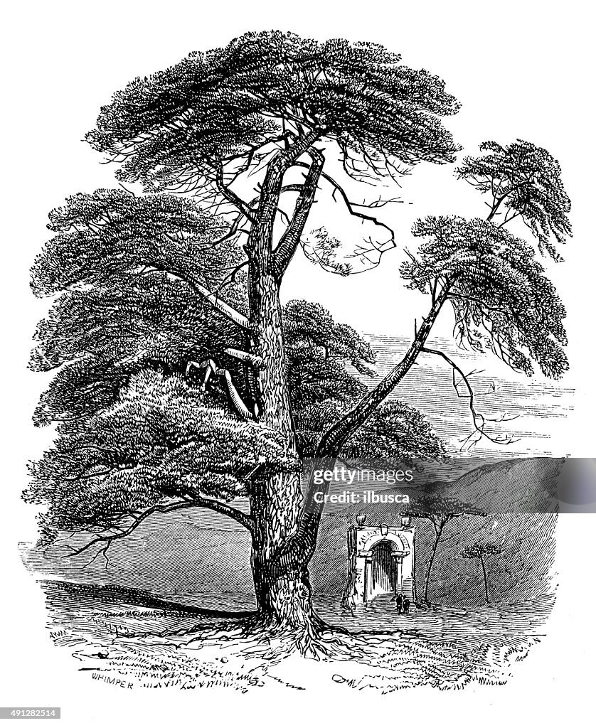 Antique illustration of scotch fir