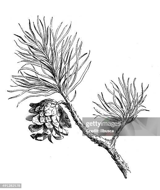 antique illustration of scotch fir - abies alba stock illustrations