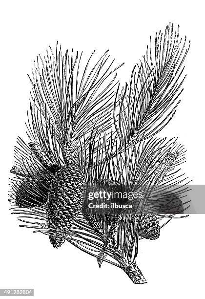 antique illustration of pinaster or maritime pine - pinus pinaster stock illustrations
