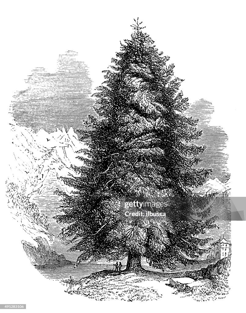 Antique illustration of silver fir