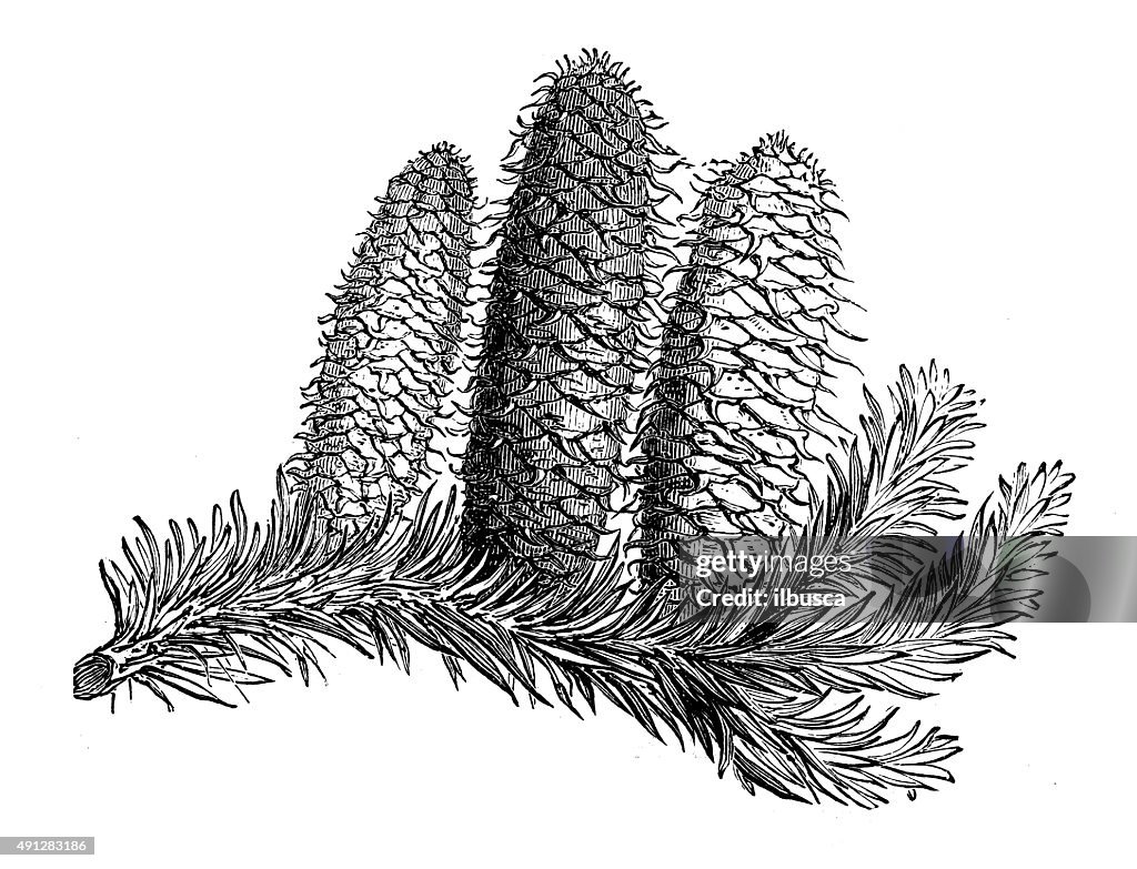 Antique illustration of silver fir