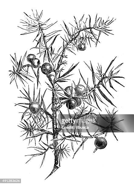 Juniper Tree High Res Illustrations - Getty Images